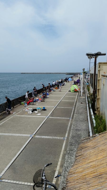 イワシ爆釣！！